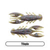 Variation picture for Tilapia