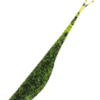 Variation picture for #304 Watermelon black